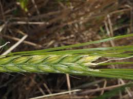 Attēlu rezultāti vaicājumam “Hordeum vulgare”