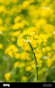 Attēlu rezultāti vaicājumam “Brassica napus flower”