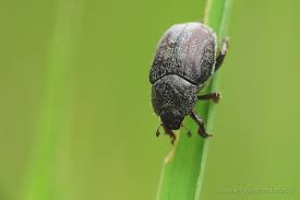 Attēlu rezultāti vaicājumam “Hoplia graminicola”