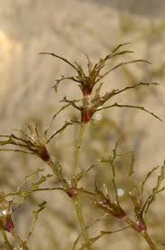 Attēlu rezultāti vaicājumam “Najas marina”