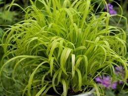 Attēlu rezultāti vaicājumam “Milium effusum”