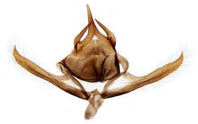 Attēlu rezultāti vaicājumam “Lasiommata megera underside”