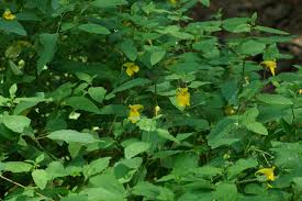 Attēlu rezultāti vaicājumam “Impatiens noli-tangere leaf”