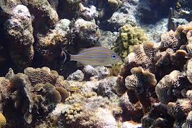 Image result for Haemulon carbonarium