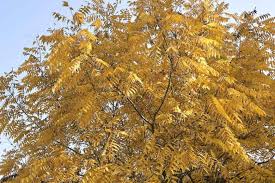 Attēlu rezultāti vaicājumam “Juglans x sinensis”