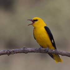 Attēlu rezultāti vaicājumam “Oriolus oriolus”