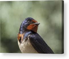 Attēlu rezultāti vaicājumam “Hirundo rustica”