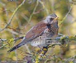 Attēlu rezultāti vaicājumam “Turdus pilaris”