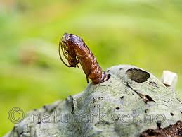 Attēlu rezultāti vaicājumam “Scardia boletella”