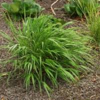 Attēlu rezultāti vaicājumam “Brachypodium sylvaticum fruit”