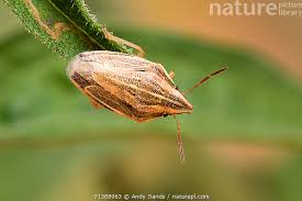 Attēlu rezultāti vaicājumam “Aelia acuminata”