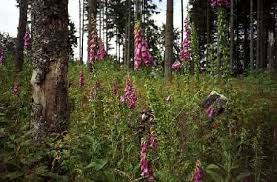 Image result for Fingerhut rot