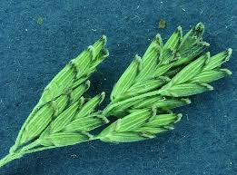 Attēlu rezultāti vaicājumam “Sclerophora pallida”