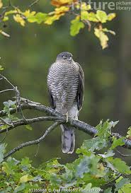 Attēlu rezultāti vaicājumam “Accipiter nisus female”