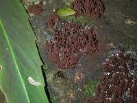 Attēlu rezultāti vaicājumam “Stemonitis fusca var. nigrescens spores”