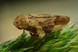 Attēlu rezultāti vaicājumam “Aphrophora alni imago”