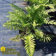 Attēlu rezultāti vaicājumam “Matteuccia struthiopteris”