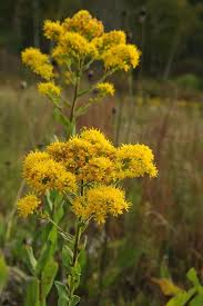 Attēlu rezultāti vaicājumam “Solidago virgaurea flower”