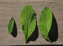 Attēlu rezultāti vaicājumam “Calystegia inflata leaf”