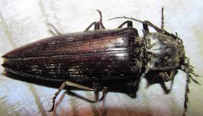 Attēlu rezultāti vaicājumam “Actenicerus sjaelandicus”