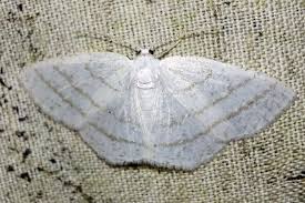 Attēlu rezultāti vaicājumam “Cabera pusaria”