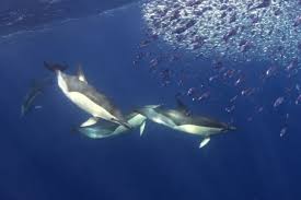 Image result for Delphinus delphis