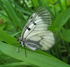 Attēlu rezultāti vaicājumam “Epirranthis diversata upperside”