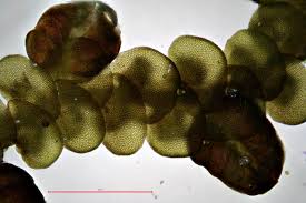 Attēlu rezultāti vaicājumam “Frullania dilatata”