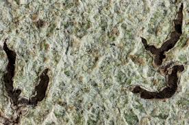 Attēlu rezultāti vaicājumam “Phaeographis dendritica”