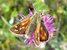 Attēlu rezultāti vaicājumam “Hesperia comma”