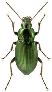 Attēlu rezultāti vaicājumam “Poecilus cupreus”