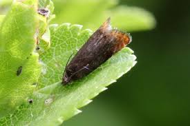 Attēlu rezultāti vaicājumam “Pammene rhediella”