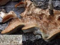 Attēlu rezultāti vaicājumam “Coriolopsis trogii”