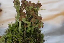 Attēlu rezultāti vaicājumam “Cladonia ramulosa”