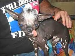 Image result for самая уродливая собака