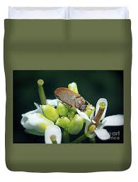 Attēlu rezultāti vaicājumam “Byturus ochraceus”