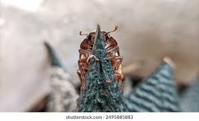 Attēlu rezultāti vaicājumam “Serica brunnea imago”