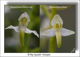 Attēlu rezultāti vaicājumam “Platanthera chlorantha flower”