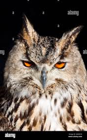 Attēlu rezultāti vaicājumam “Strigiformes”