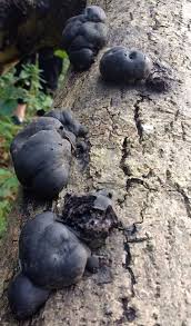 Attēlu rezultāti vaicājumam “Daldinia concentrica”