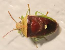 Attēlu rezultāti vaicājumam “Chlorochroa pinicola”