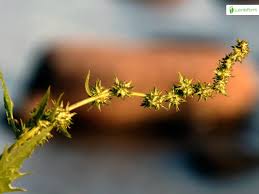 Attēlu rezultāti vaicājumam “Atriplex calotheca”