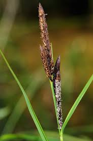Attēlu rezultāti vaicājumam “Carex acutiformis”