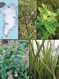 Attēlu rezultāti vaicājumam “Anthracoidea”