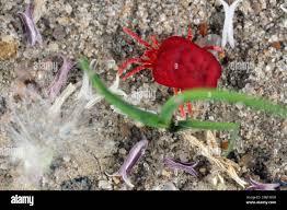 Attēlu rezultāti vaicājumam “Trombidiidae”