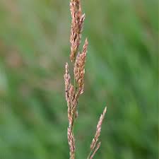 Attēlu rezultāti vaicājumam “Agrostis stolonifera subsp. straminea”