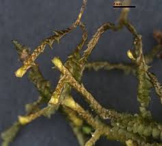 Attēlu rezultāti vaicājumam “Porella platyphylla macro”