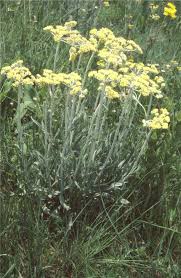 Image result for Helichrysum subulifolium