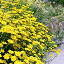 Image result for Anthemis tinctoria