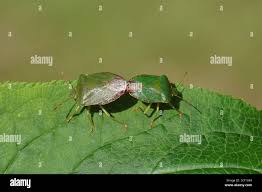 Attēlu rezultāti vaicājumam “Palomena prasina imago”